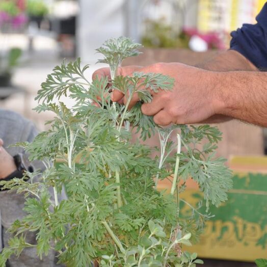 סדנא להקמת גינת ירק