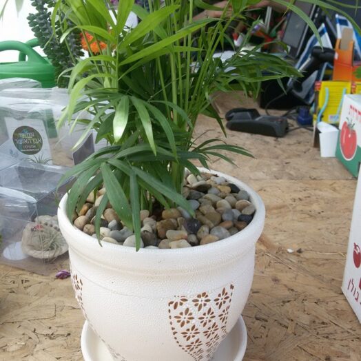 המלצה מאריאל לוי