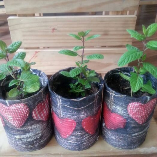 המלצה מגל לוי