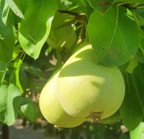 עץ אגס- ספדונה