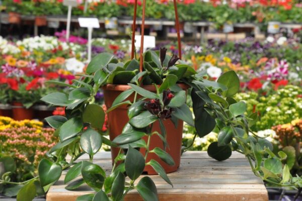 אשיננטוס מונה ליזה