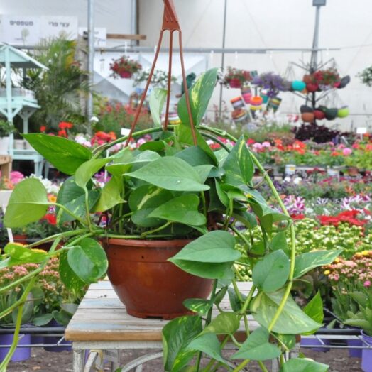 צמחים המתאימים לגידול ביתי