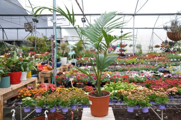 דקל רוונאה דלי