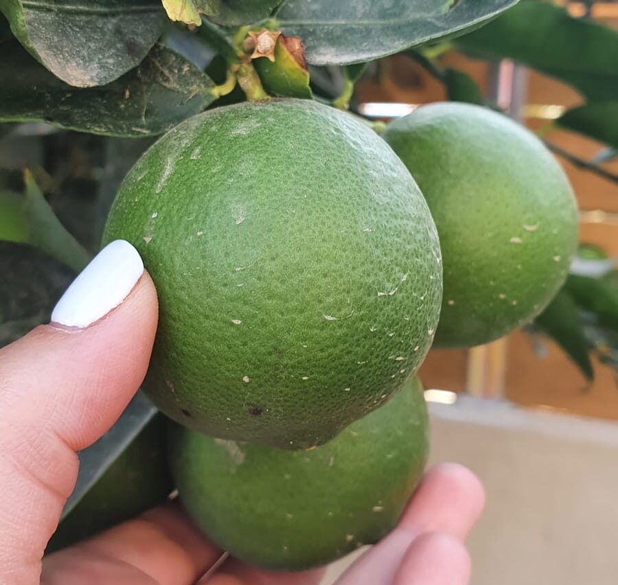 WhatsApp Image 2020-09-23 at 16.33.14 (1) עצי פרי- משתלת מרמלשטיין