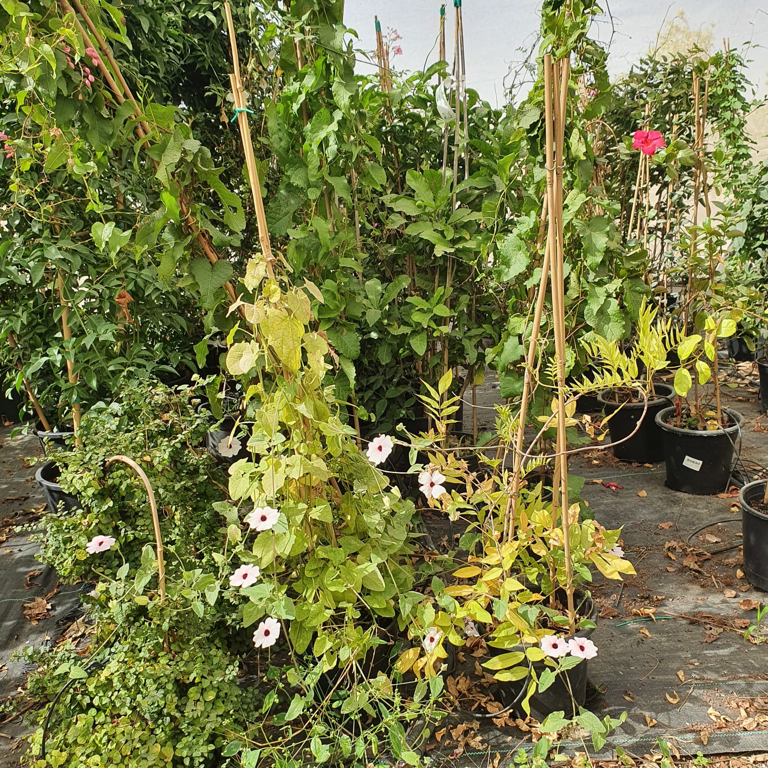 WhatsApp Image 2021-11-08 at 11.02.26