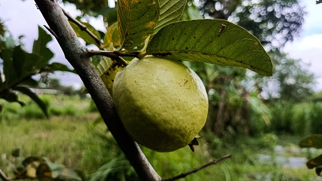 עץ גויאבה- בן דוד לבנה