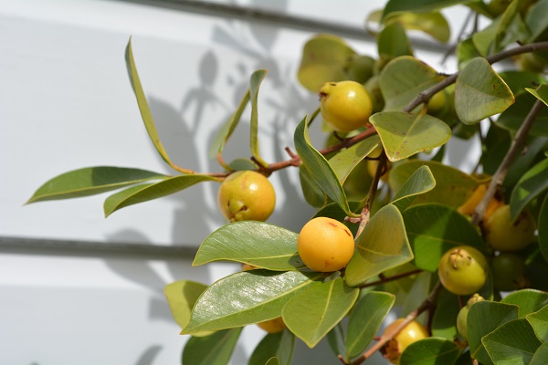 עץ גויאבה תותית צהובה