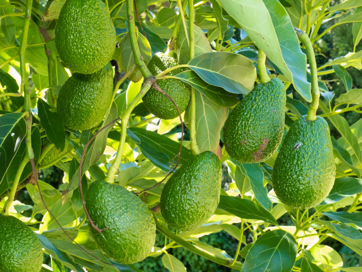 Ripe avocado fruits growing on tree as crop אבוקדו האס- משתלת מרמלשטיין