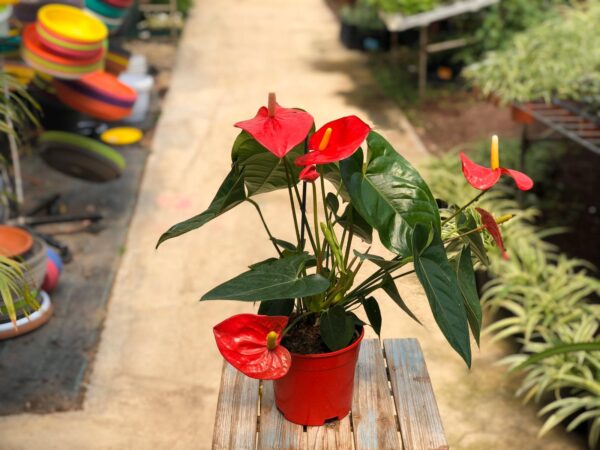 אנטוריום עציץ 15 ס”מ