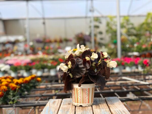 ביגוניה- משתלת מרמלשטיין