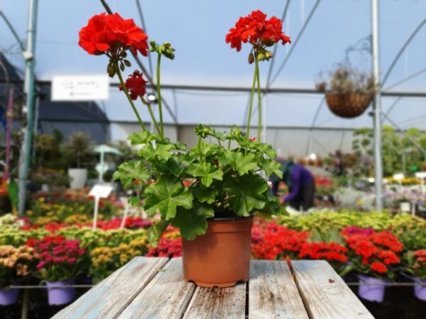 גרניום זוחל - משתלת מרמלשטיין