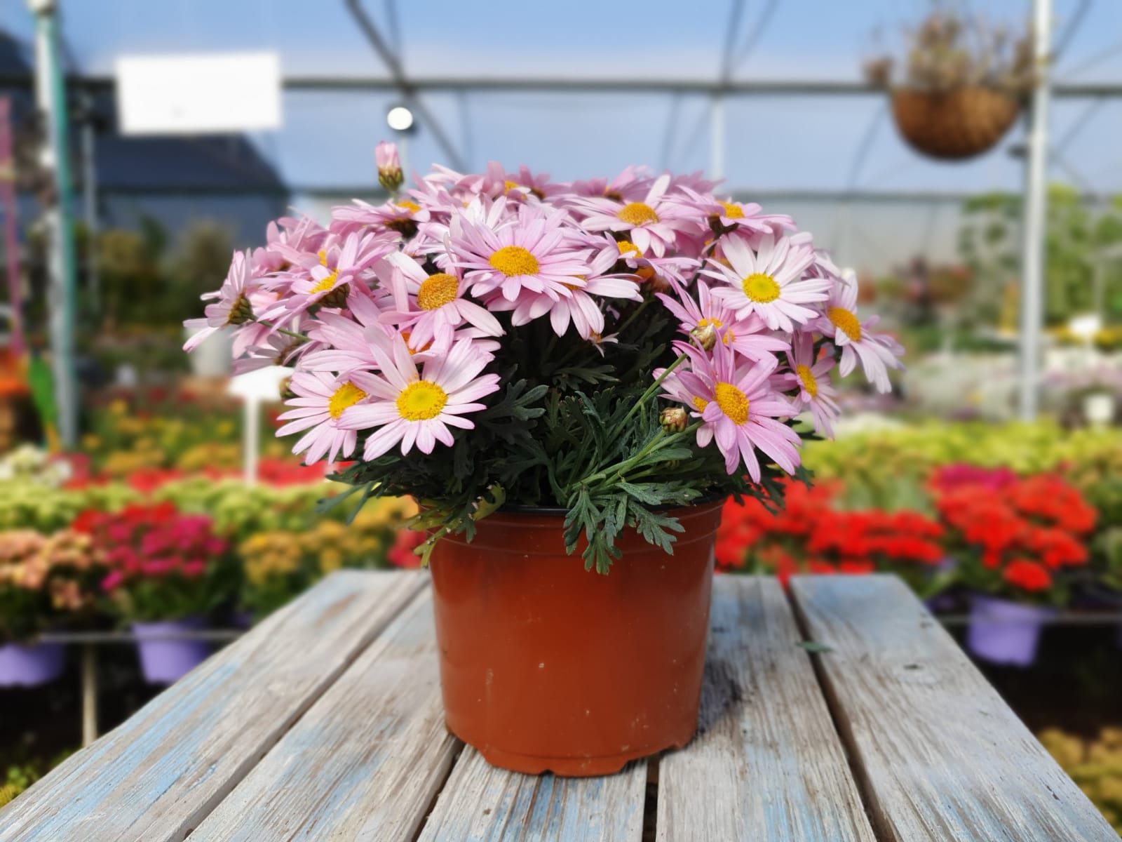 חרצית שיחית 12