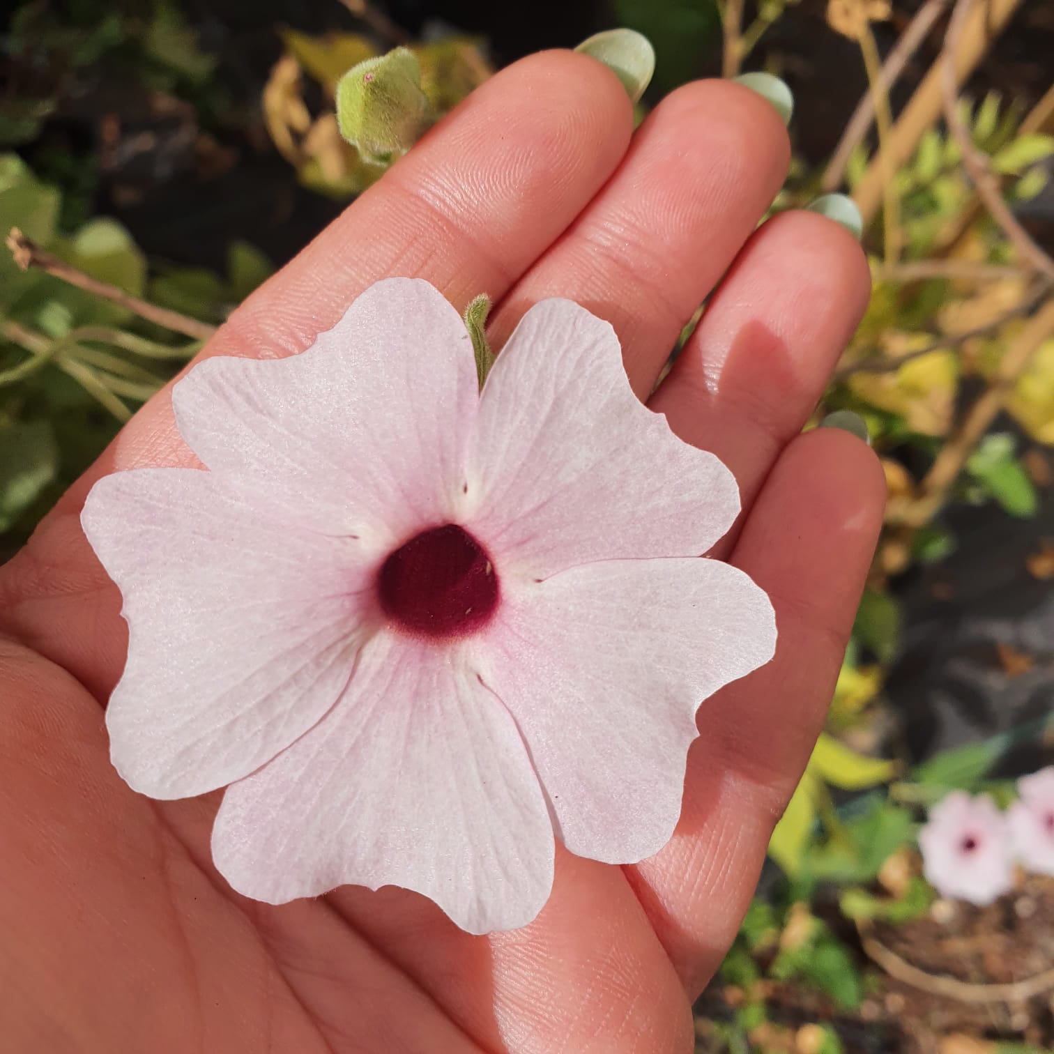 סוזי שחורת עין