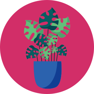 צמחי בית ומשרד