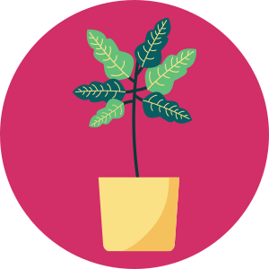 צמחי גינה ומרפסת