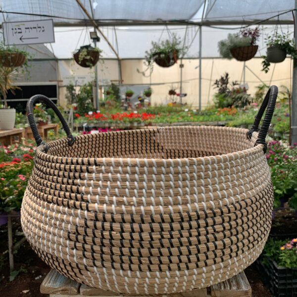 סלי קש- משתלת מרמלשטיין