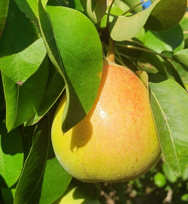 עץ אגס - קוסטיה