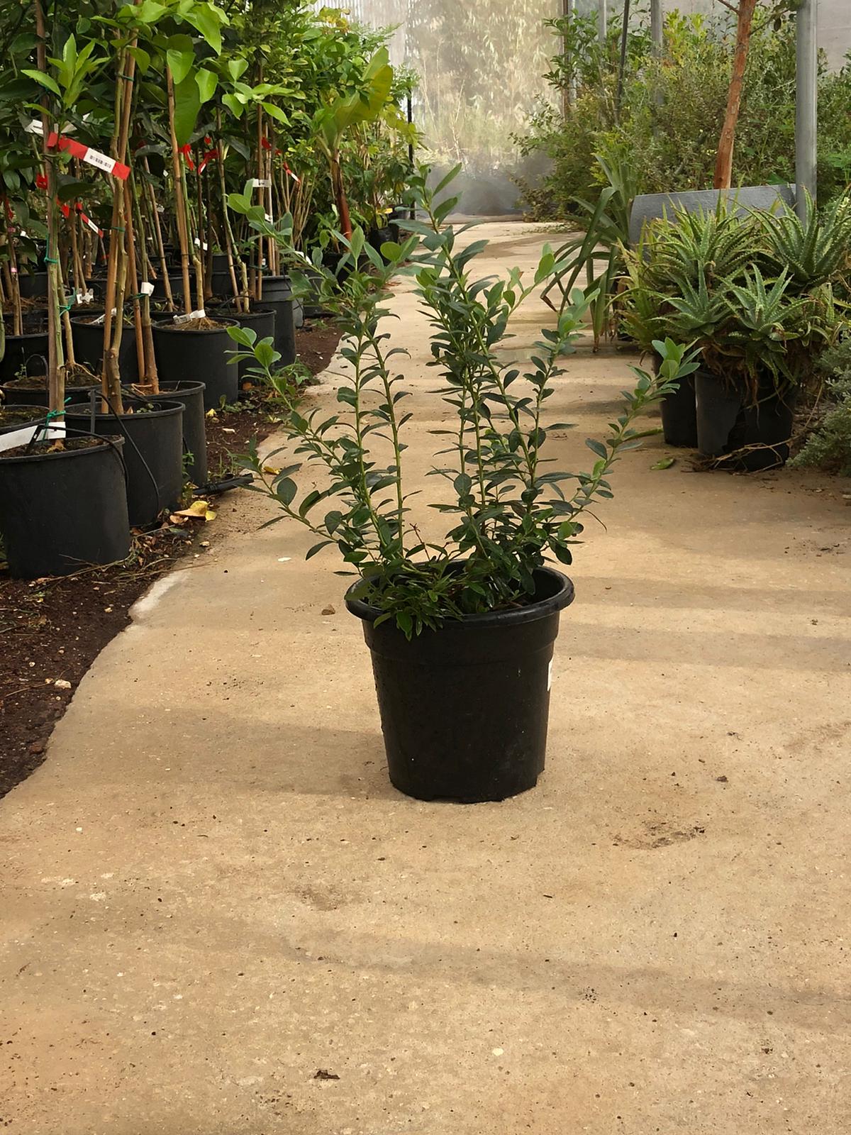 אוכסמניו אוכמניות