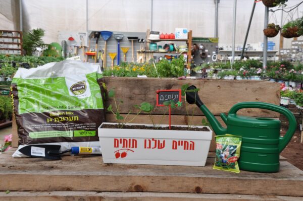 החיים שלנו תותים