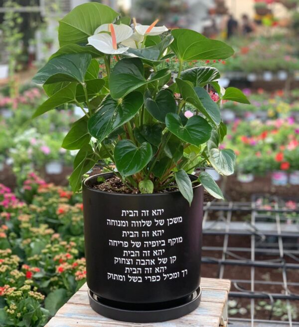 ברכת הבית על עציץ. משתלת מרמלשטיין