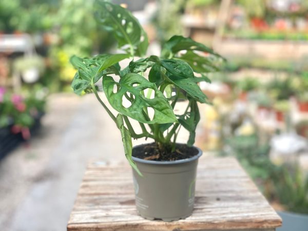 מונסטרה מאנקי