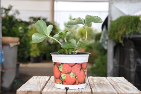 תות - משתלת מרמלשטיין