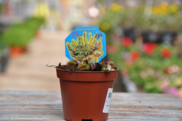 דיונאה- דינואת ההזבובים. צמח טורף - משתלה בשפלה