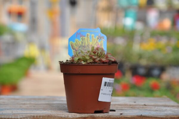 צמח טורף - משתלה באשדוד