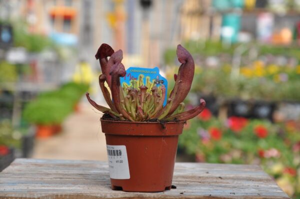 צמח טורף - משתלה ברחובות