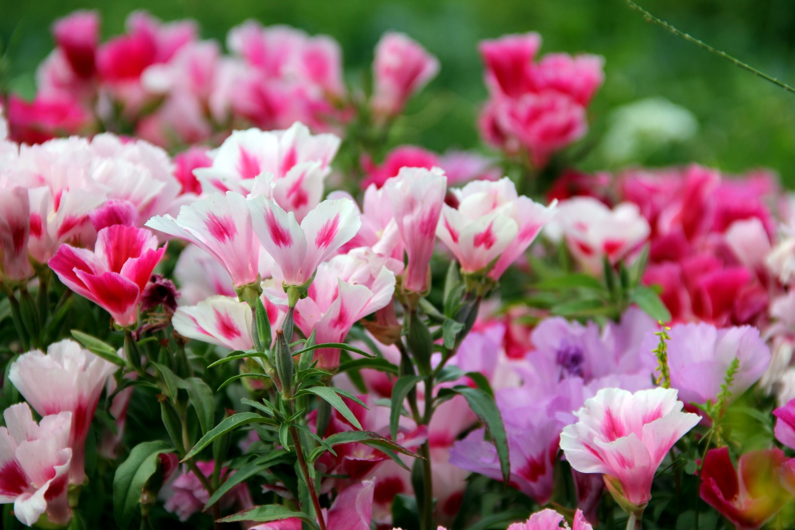 Soft focus of colorful godetia flowers blooming at a garden גודטיה. זר הכיכרות. משתלת מרמלשטיין