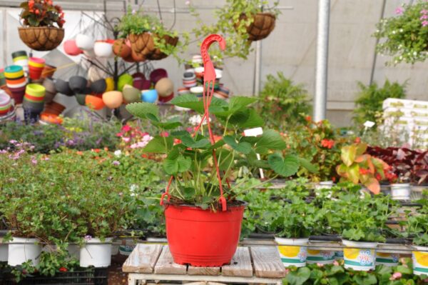 תותים בקערה. משתלה במודיעין