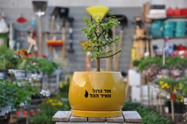 עץ האושר. מתנה ממותגת. מיתוג אישי. משתלה במודיעין