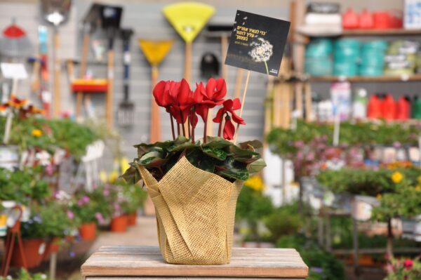 כי להאיר אחרים עליך לזהור בעצמך. רקפת. משתלה באשדוד