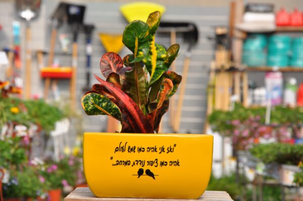 מתנה צומחת. מתנה במיתוג אישי. משתלת מרמלשטיין