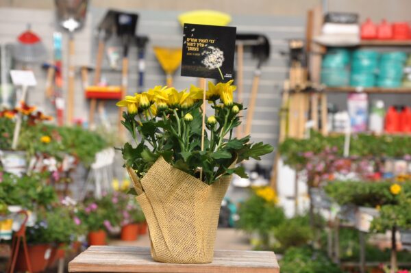 כי להאיר אחרים עליך לזהור בעצמך. חרצית. משתלה בגדרה