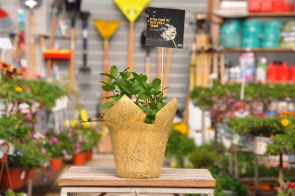 כי להאיר אחרים עליך לזהור בעצמך. מתנה קטנה ומתוקה. משתלה ביבנה