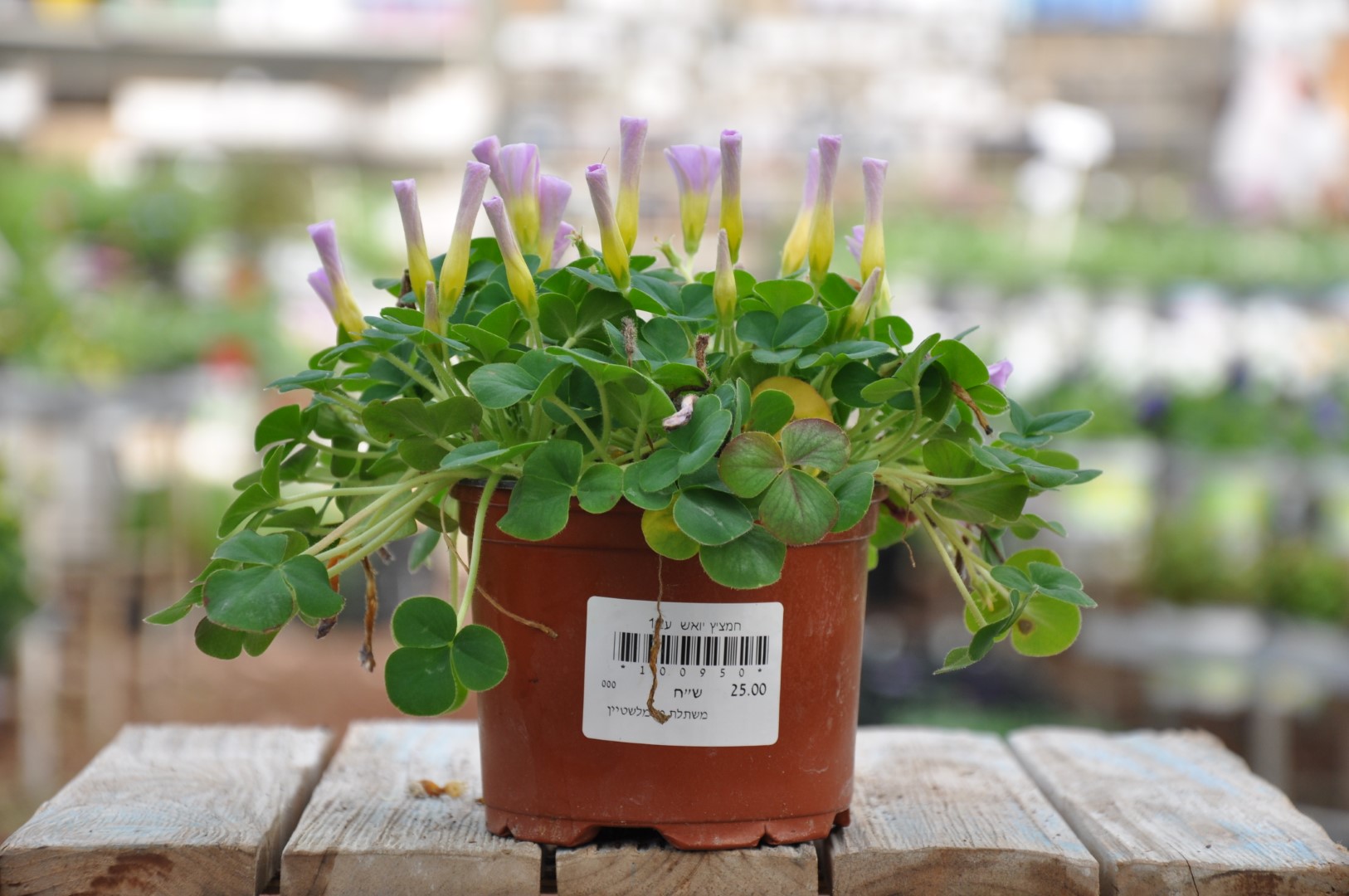 DSC_4010 חמציץ יואש. צמחים לגינה. משתלה ביבנה