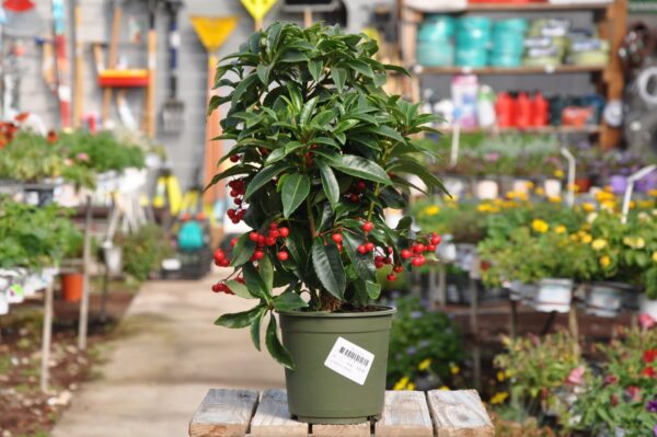 משתלת מרמלשטיין