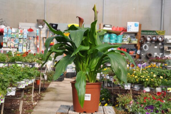 קאלה. משתלה באשדוד