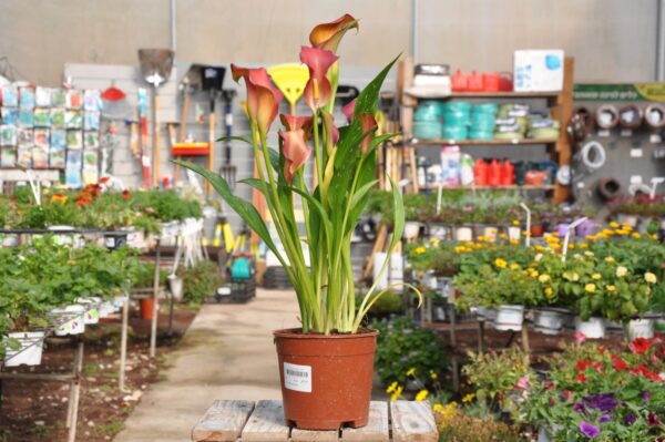 קאלה. משתלה בלוד