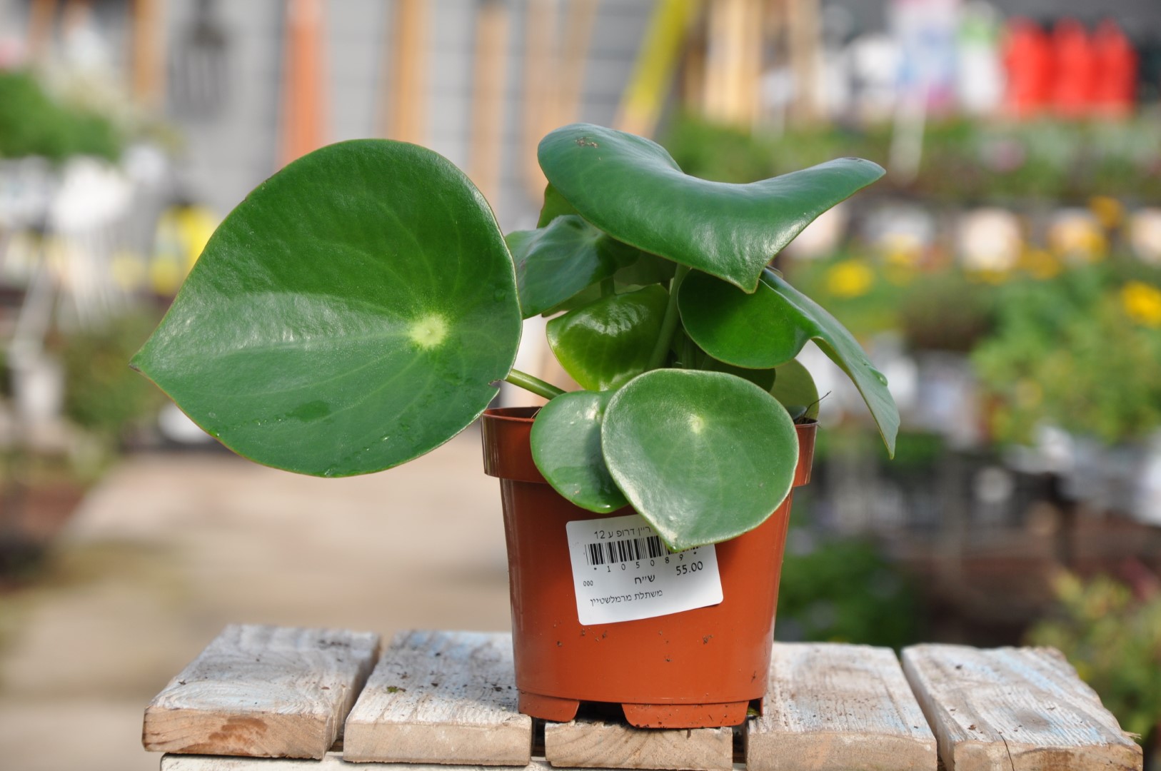 DSC_4060 צמחים לבית, משתלת מרמלשטיין