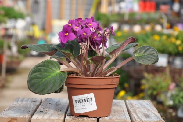 סיגלית אפריקאית. משתלה בנס ציונה