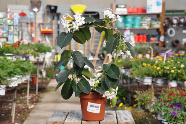 צמחים מעוצבים על קשת. משתלת מרמלשטיין