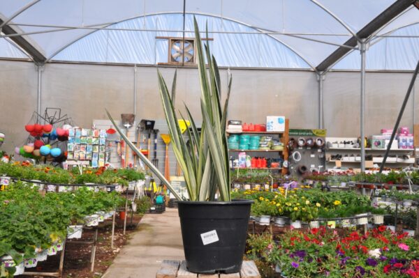 סנסיווריה ענקית. משתלת מרמלשטיין