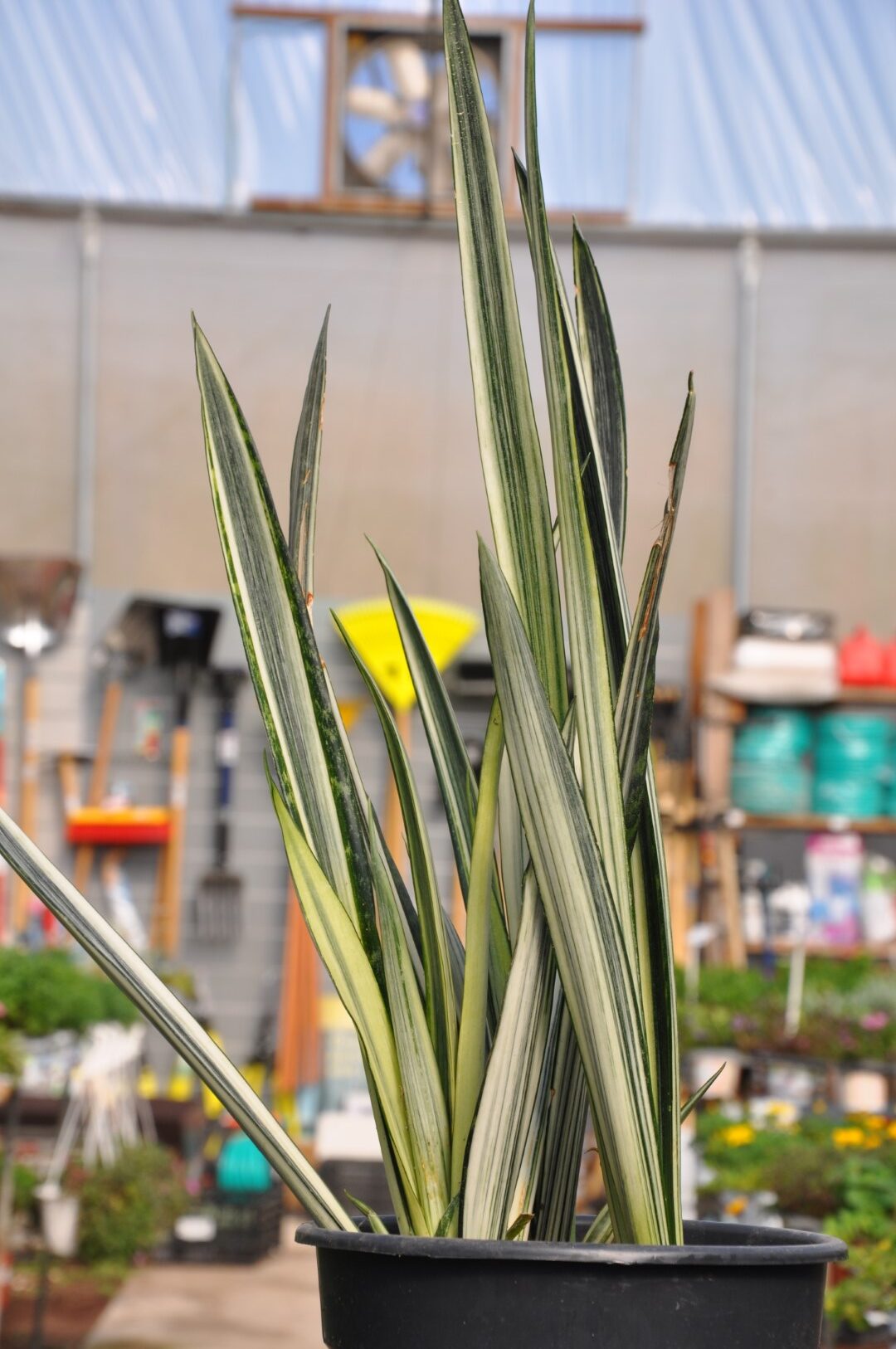 DSC_4086 סנסיווריה. משתלה אשקלון