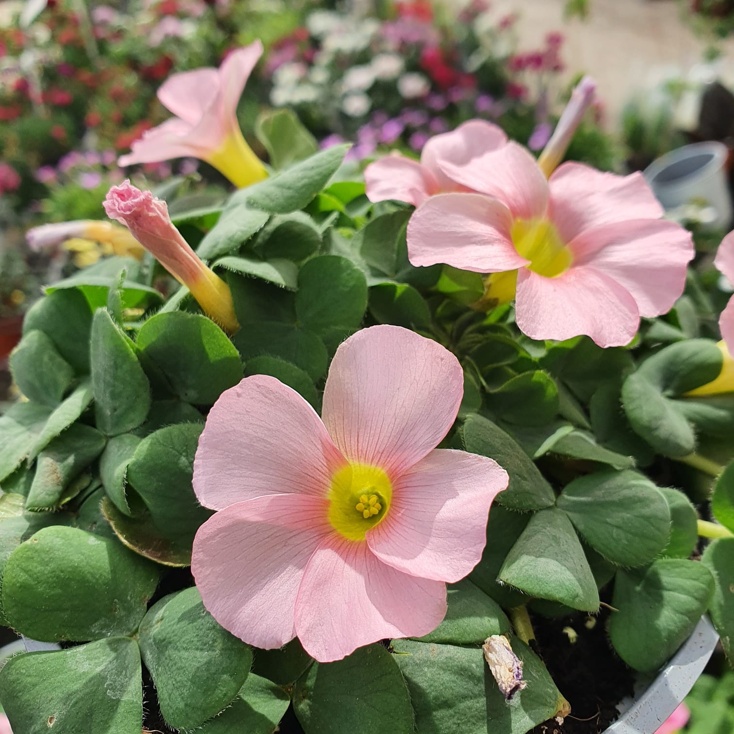 WhatsApp Image 2021-10-24 at 13.22.09