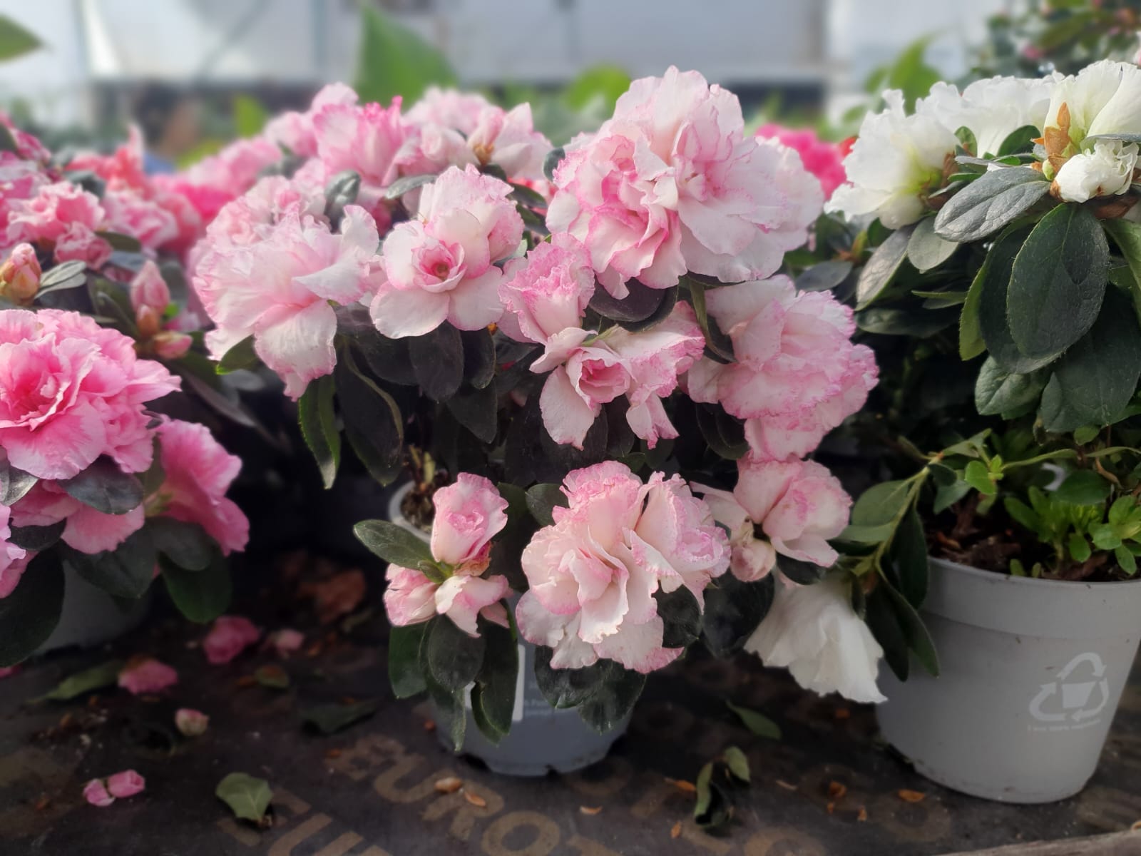 WhatsApp Image 2022-12-01 at 09.57.41