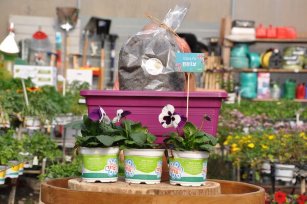 מתנה ט"ו בשבט. משתלה בגדרה