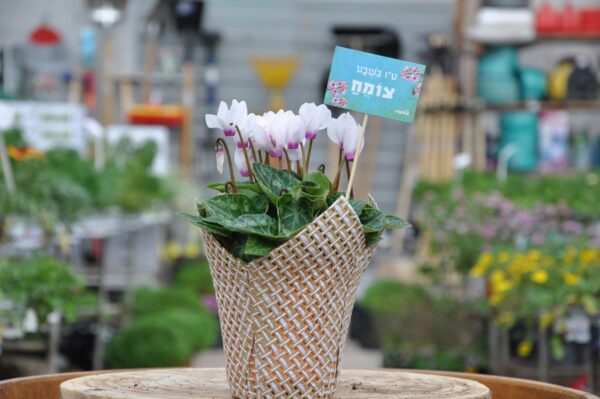 מתנה לט"ו בשבט. רקפת. משתלת מרמלשטיין