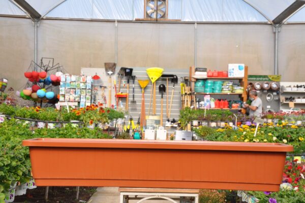 אדנית מטר 1. משתלה במודיעין